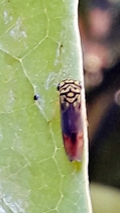 Dilobopterus costalimai