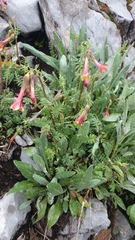 Polemonium pauciflorum