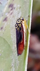 Dilobopterus costalimai