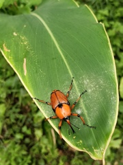 Cyrtotrachelus thompsoni