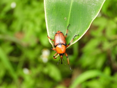 Cyrtotrachelus thompsoni