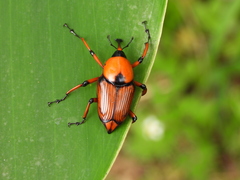 Cyrtotrachelus thompsoni