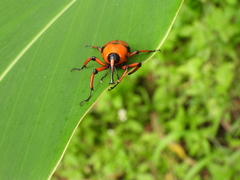 Cyrtotrachelus thompsoni