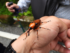 Cyrtotrachelus thompsoni