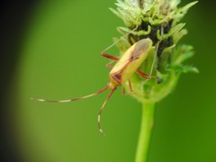 Creontiades rubrinervis