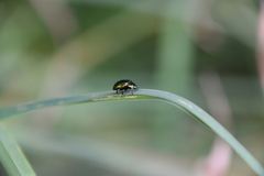 Chrysomelina