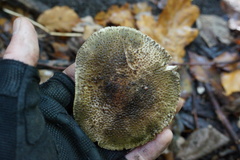 Echinoderma hystrix