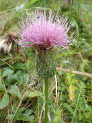 Cirsium pumilum