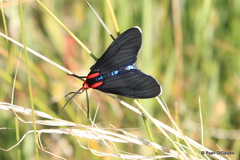 Ctenucha multifaria