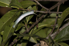Amplypterus panopus