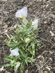 Oenothera speciosa