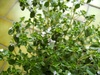 Lemon Thyme - Photo (c) Christoph Zurnieden, some rights reserved (CC BY)