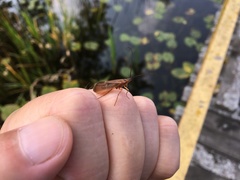 Anabolia