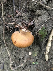 Fomitopsis
