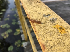 Anabolia