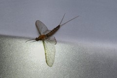 Ephemeridae