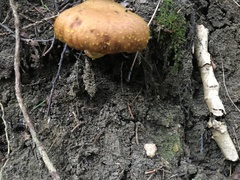 Fomitopsis