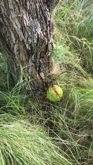 Maclura pomifera