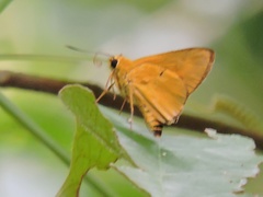 Cupitha purreea