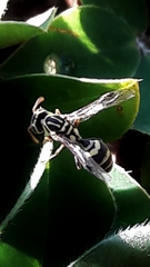 Protopolybia exigua