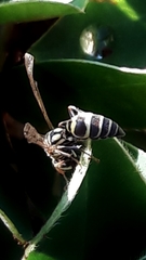 Protopolybia exigua
