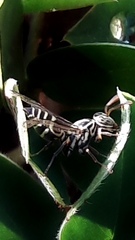 Protopolybia exigua