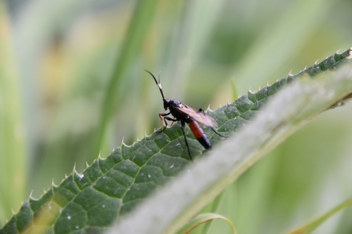 Probolus culpatorius