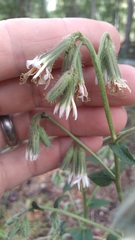 Nabalus barbatus