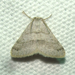Macaria saphenata
