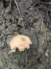 Fomitopsis