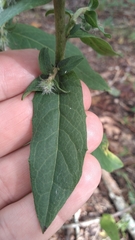 Nabalus barbatus