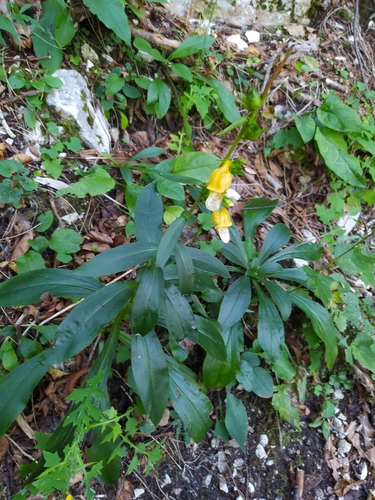 Image of Digitalis laevigata by no rights reserved
