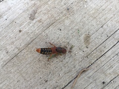 Platydracus immaculatus