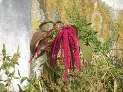 Amaranthus caudatus