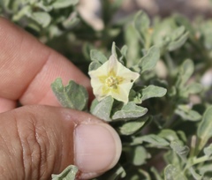 Chamaesaracha pallida