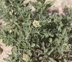 Chamaesaracha pallida