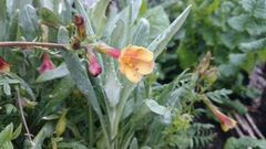 Polemonium pauciflorum