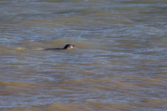Phoca vitulina vitulina