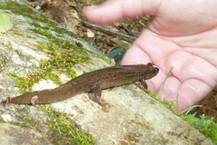 Desmognathus kanawha