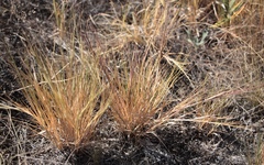 Cleistogenes squarrosa