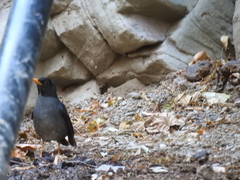 Turdus nigriceps