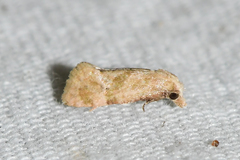 Platphalonidia magdalenae