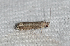 Epiblema minutana
