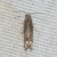 Epiblema minutana