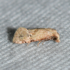 Platphalonidia magdalenae