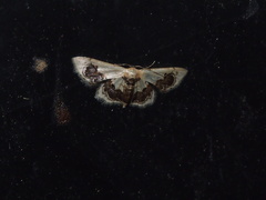 Idaea macrospila