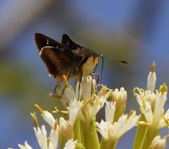 Platylesches moritili