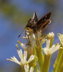 Platylesches moritili