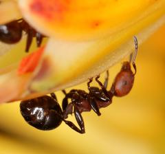 Atopomyrmex mocquerysi