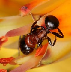 Atopomyrmex mocquerysi